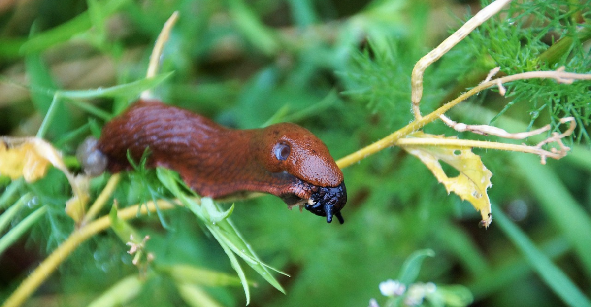 Slug eating a leaf